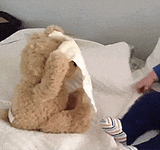 Peek a Boo Teddy Bear Plush Toy